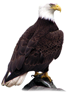 Bald Eagle Picture PNG Image