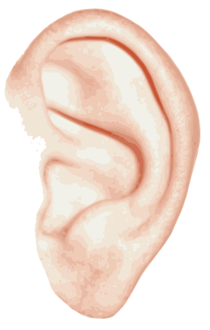 Ear Png File PNG Image