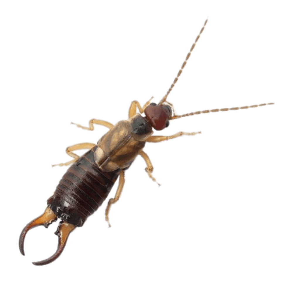Earwig PNG Image