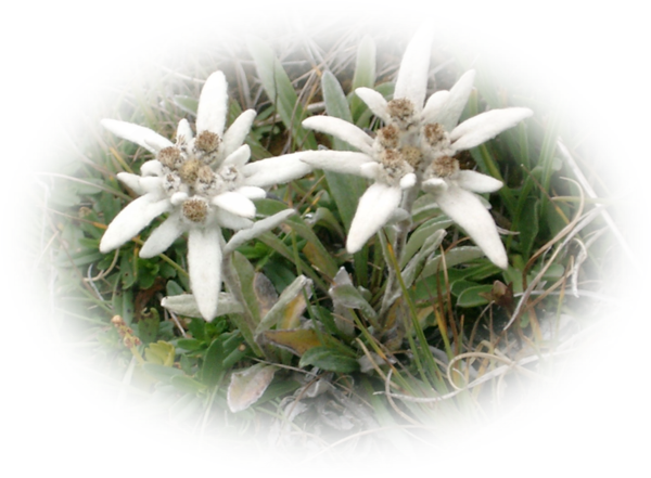 Edelweiss PNG Image