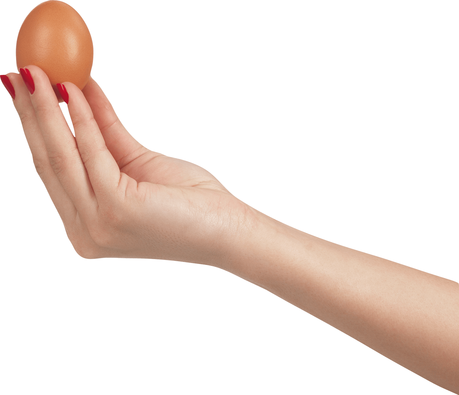 Egg In Hand Png Image PNG Image