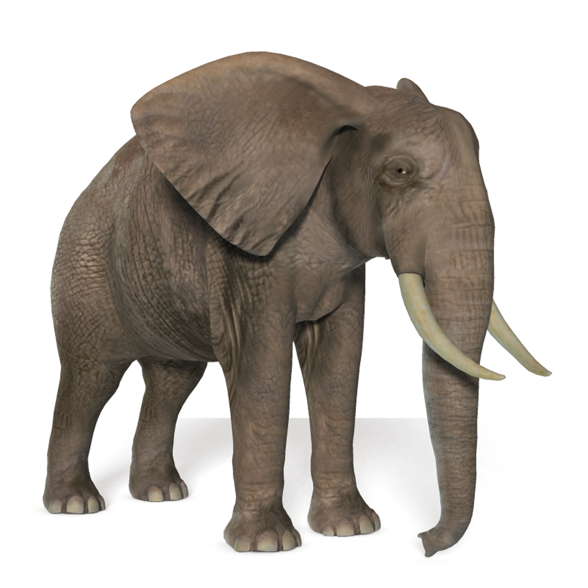 Elephant Image PNG Image