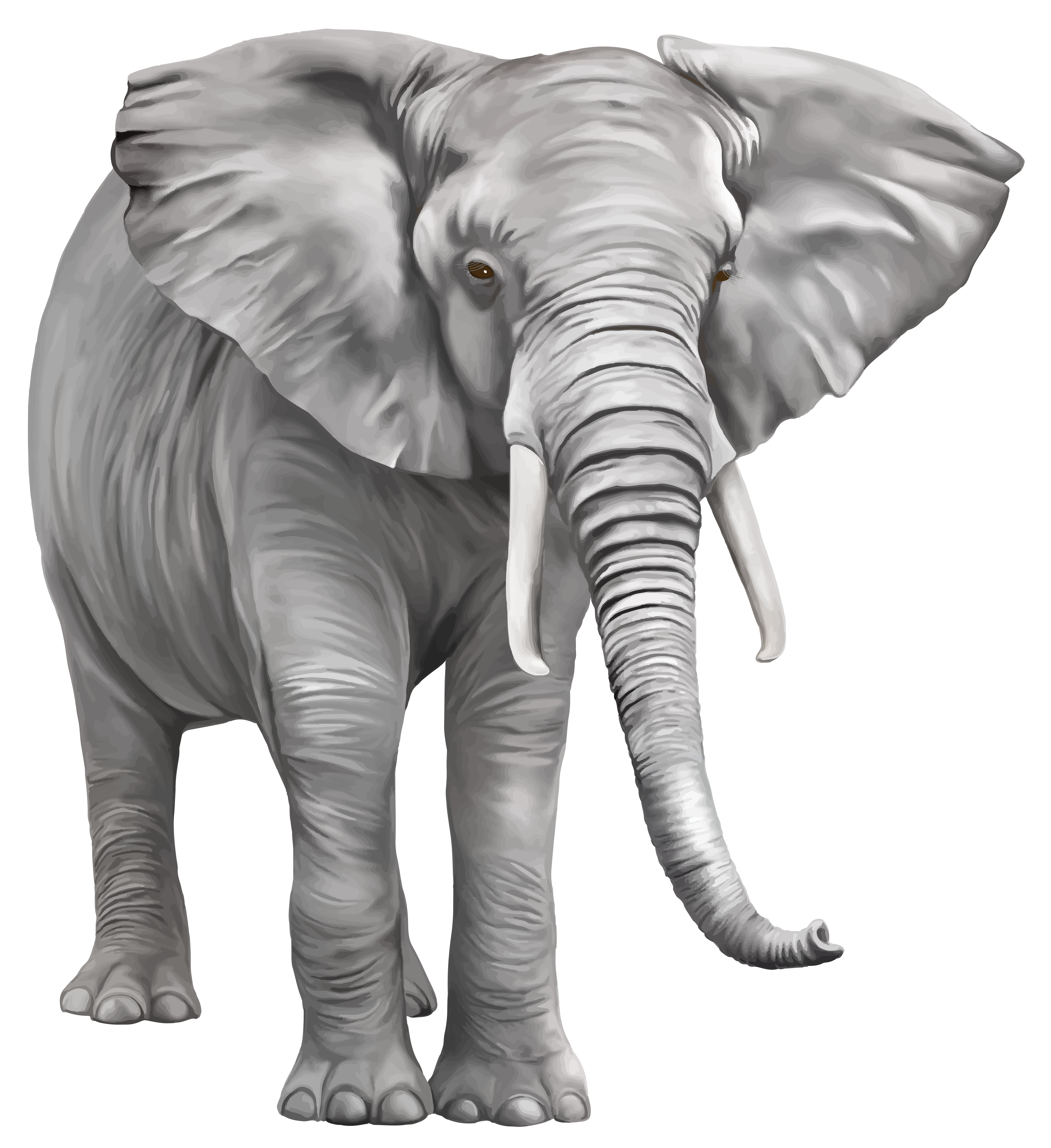 Elephant Free Download PNG Image