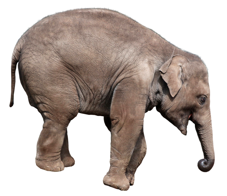 Elephant PNG Image
