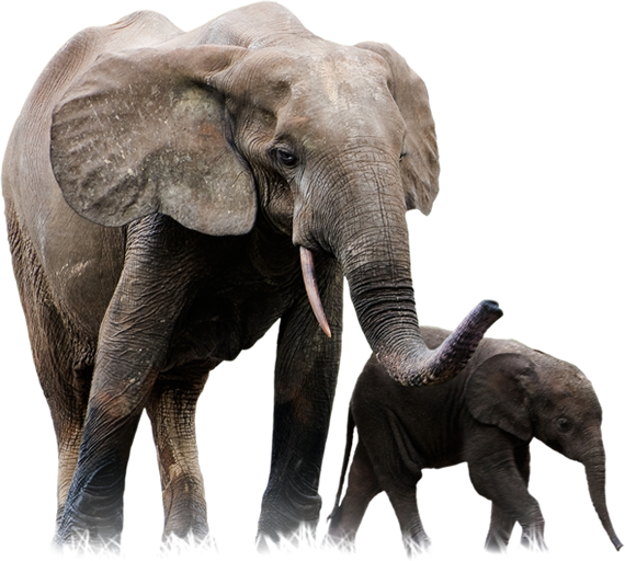 Elephant PNG Image