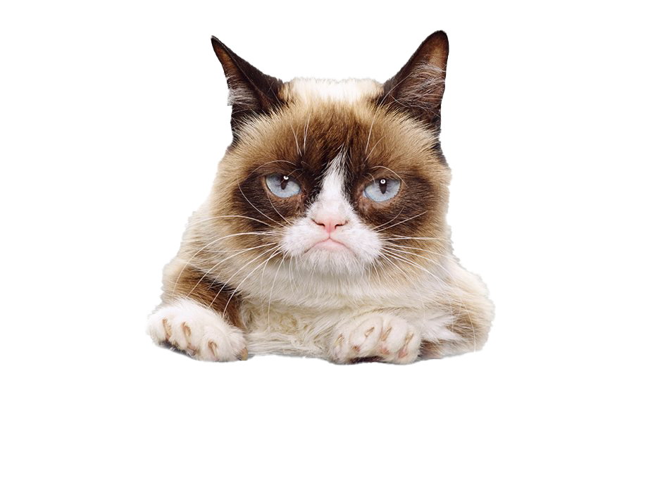 Grumpy Face Cat Download HQ PNG Image