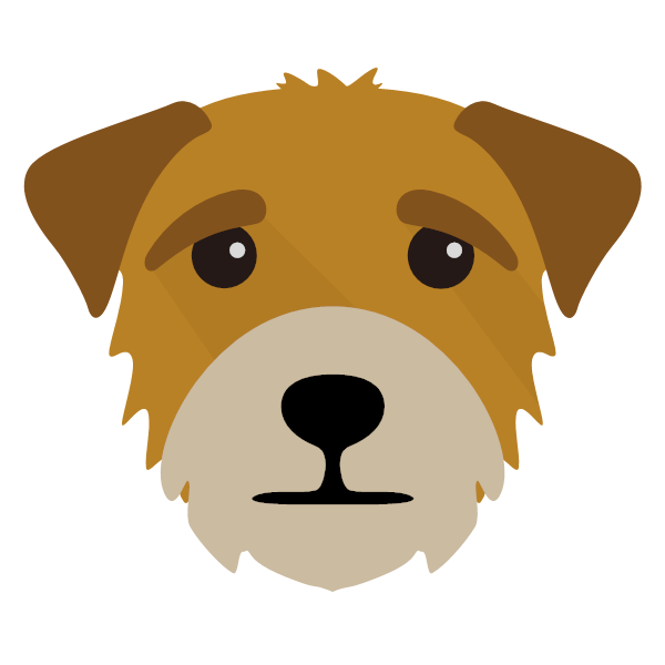 Cute Border Breed Whiskers Dog Blonde Terrier PNG Image