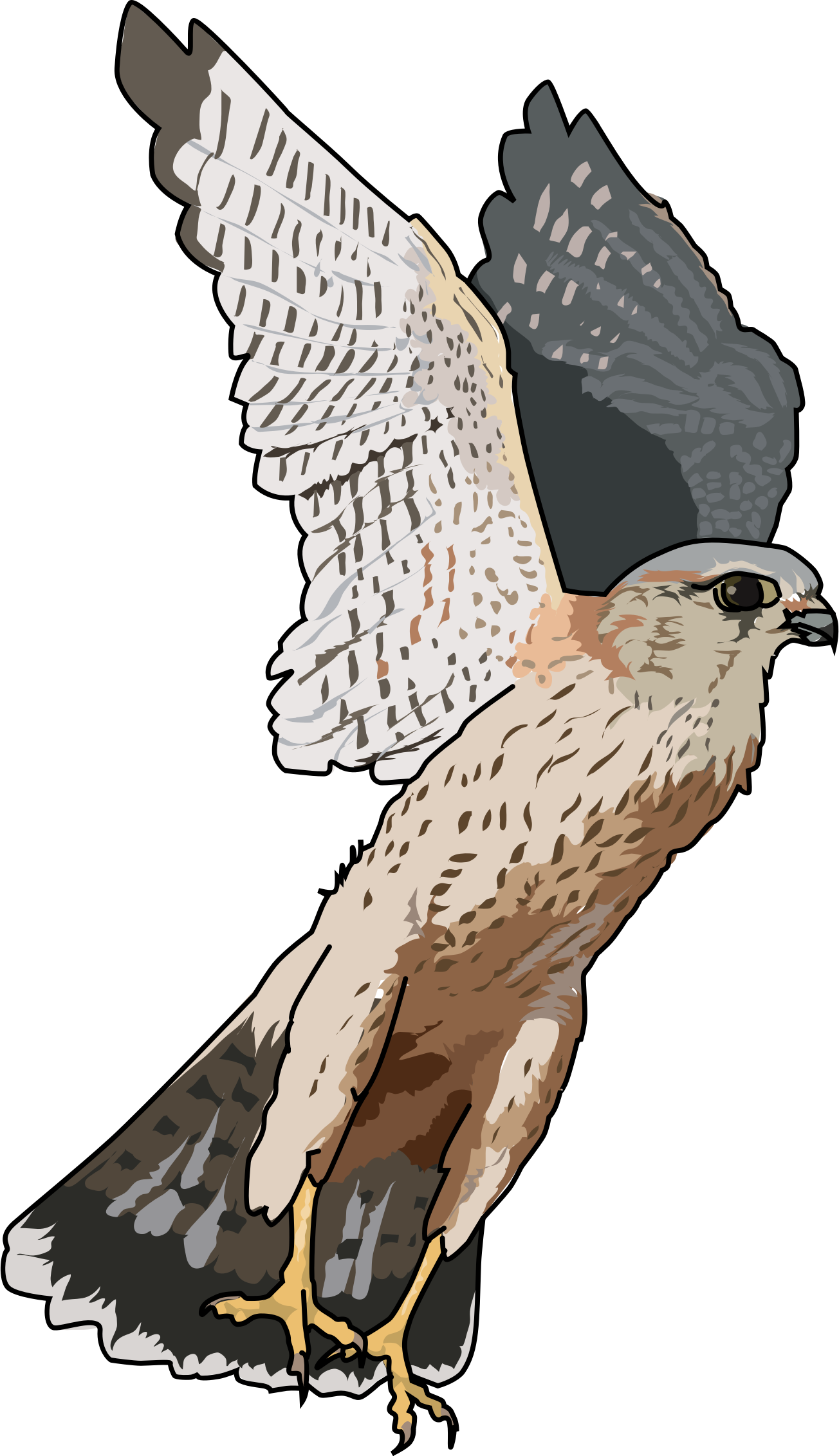 Falcon Transparent PNG Image