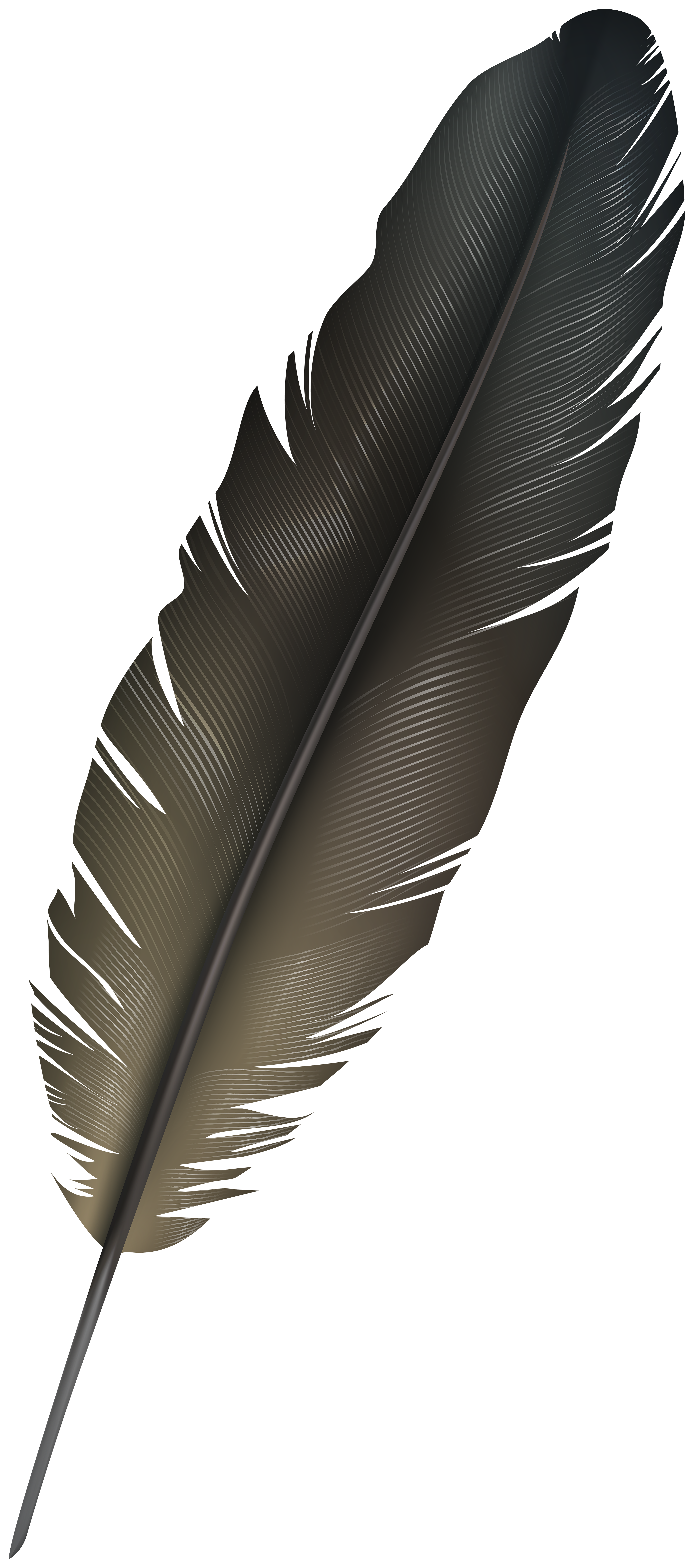 Feather PNG Image