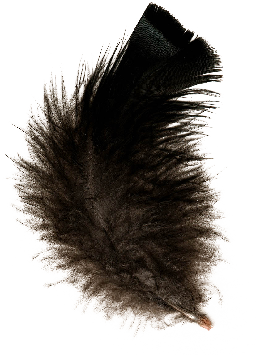 Feather PNG Image