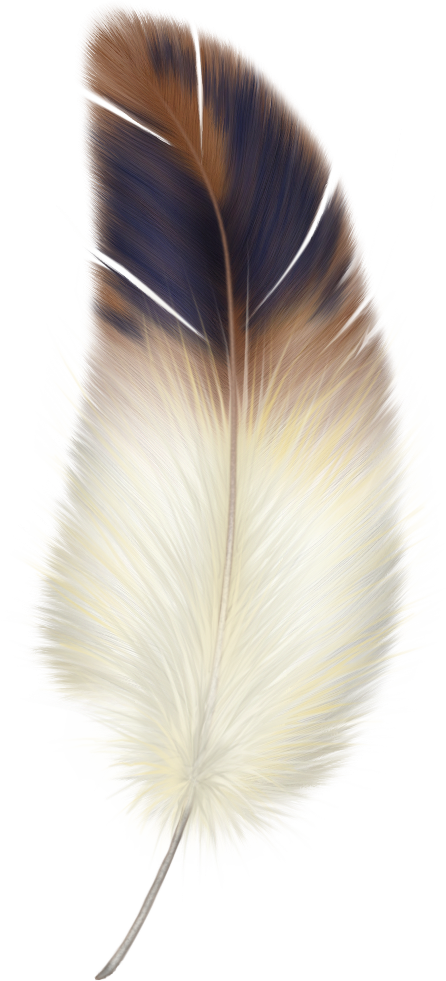 Feather PNG Image
