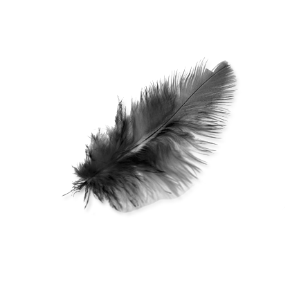 Feather PNG Image