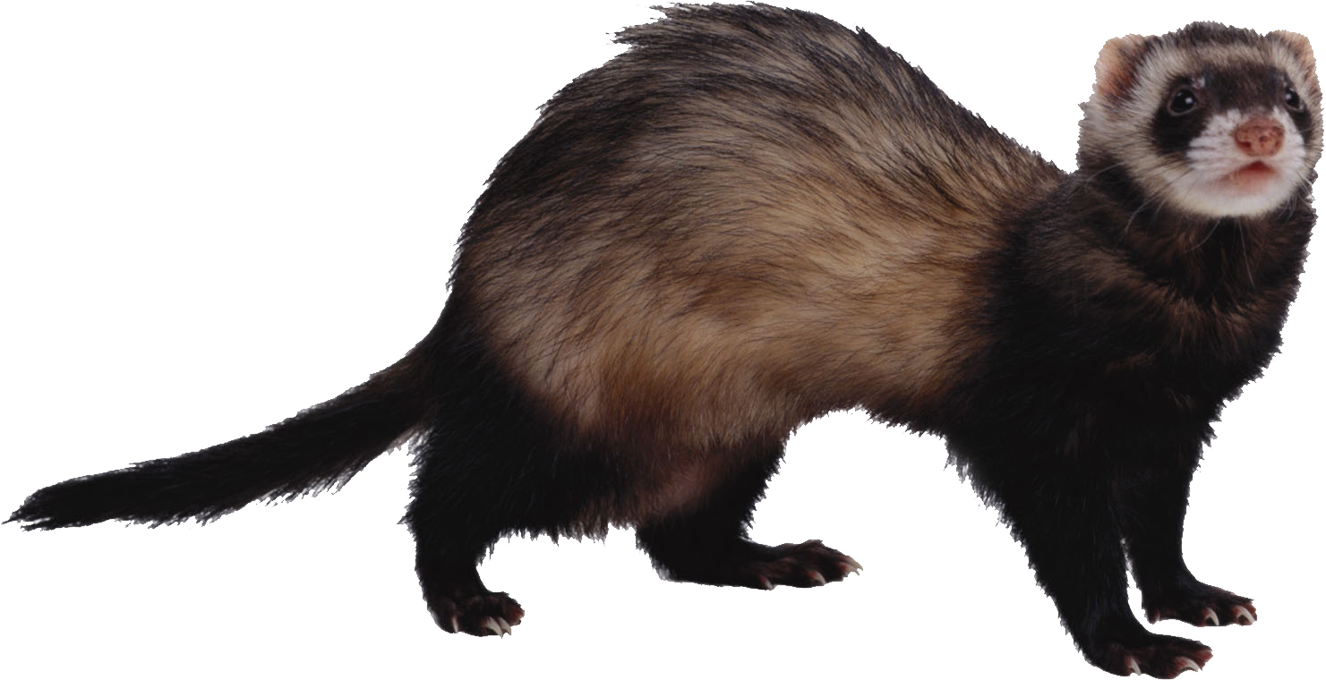 Ferret PNG Image