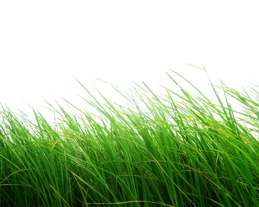 Field Grass Agriculture Free HD Image PNG Image