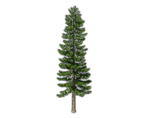 Fir-Tree Png File PNG Image