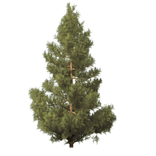 Fir-Tree Png Image PNG Image
