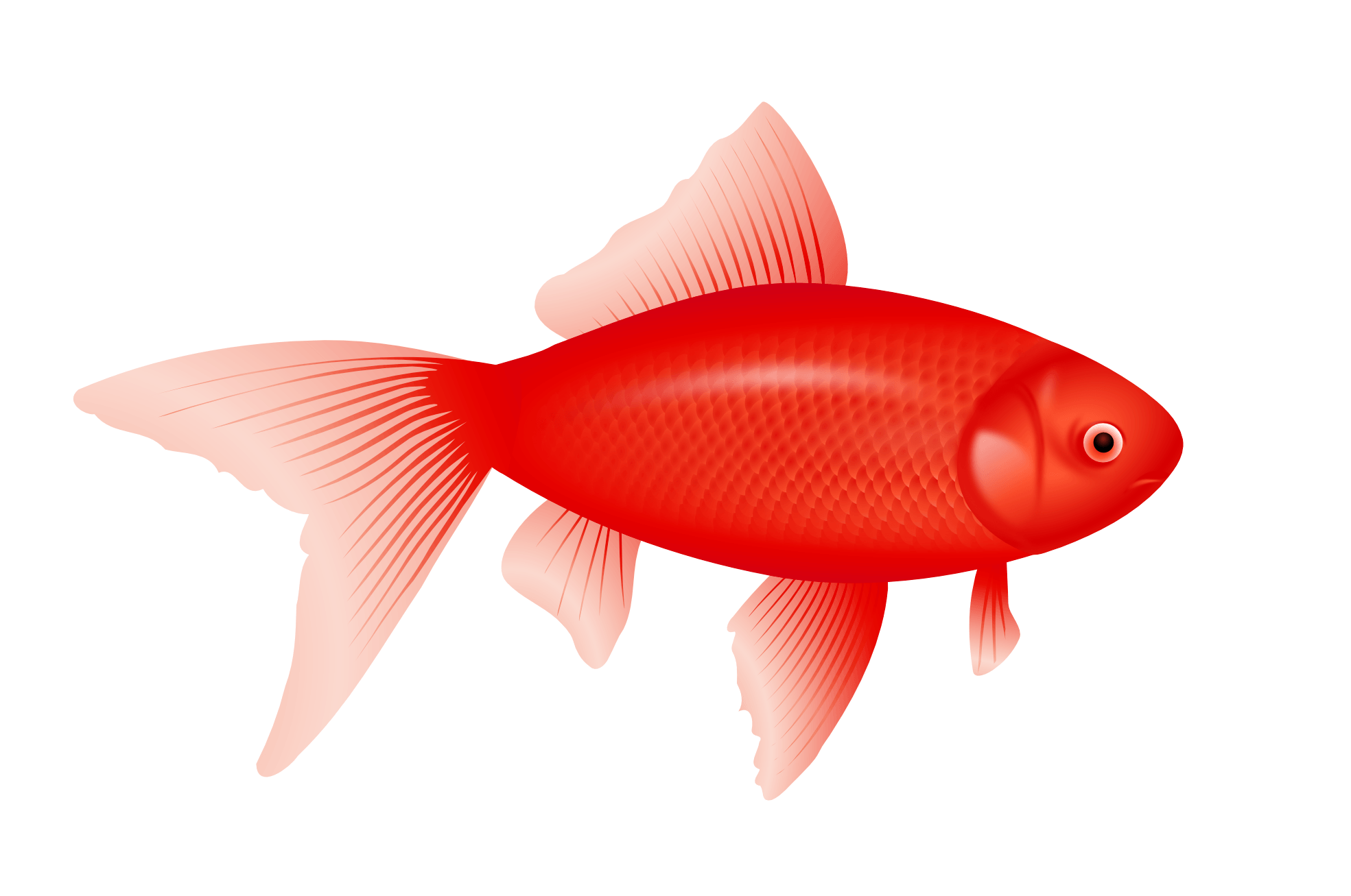 Red Fish Png Image PNG Image
