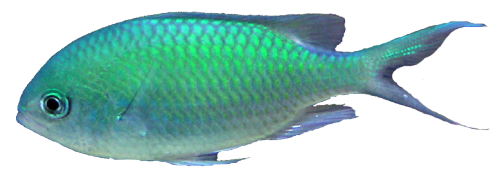 Ocean Fish Transparent PNG Image