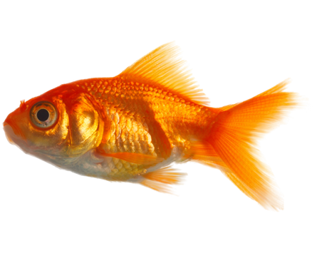 Real Fish Image PNG Image