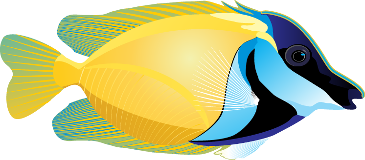 Ocean Fish Picture PNG Image