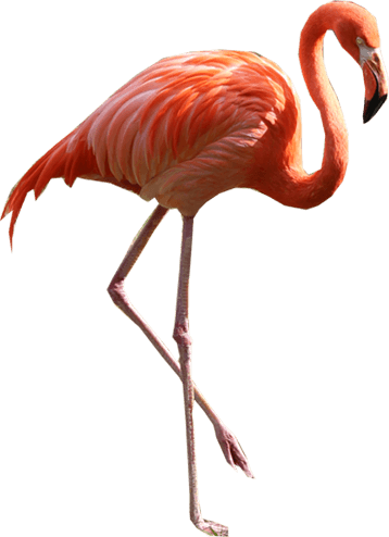 Flamingo Png Image PNG Image