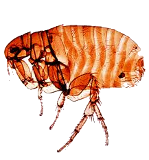 Flea PNG Image