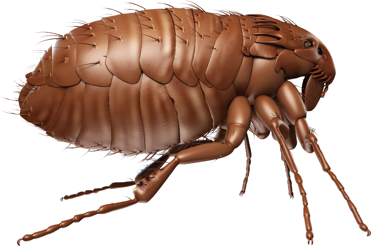 Flea PNG Image