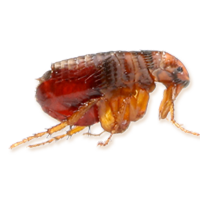 Flea PNG Image