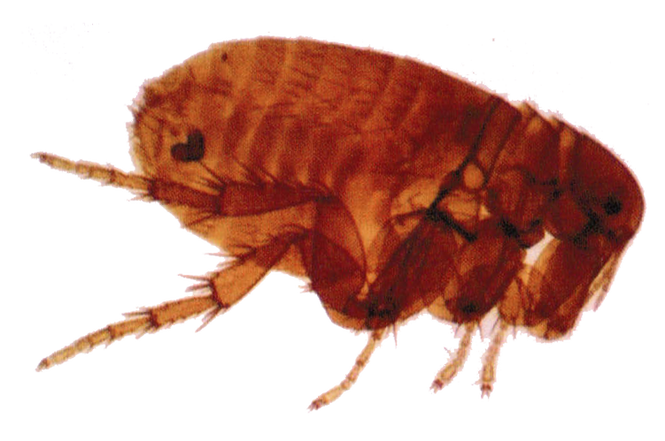 Flea PNG Image