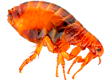 Flea PNG Image
