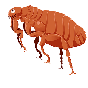 Flea PNG Image