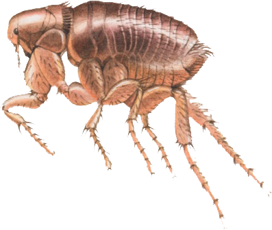Flea PNG Image