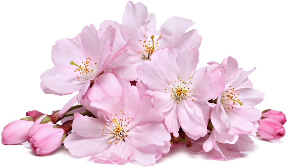 Blossom Real Flower HQ Image Free PNG Image
