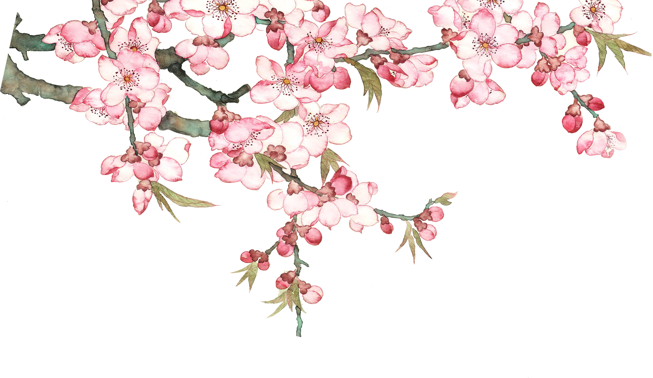Blossom Watercolor Flower Free HQ Image PNG Image