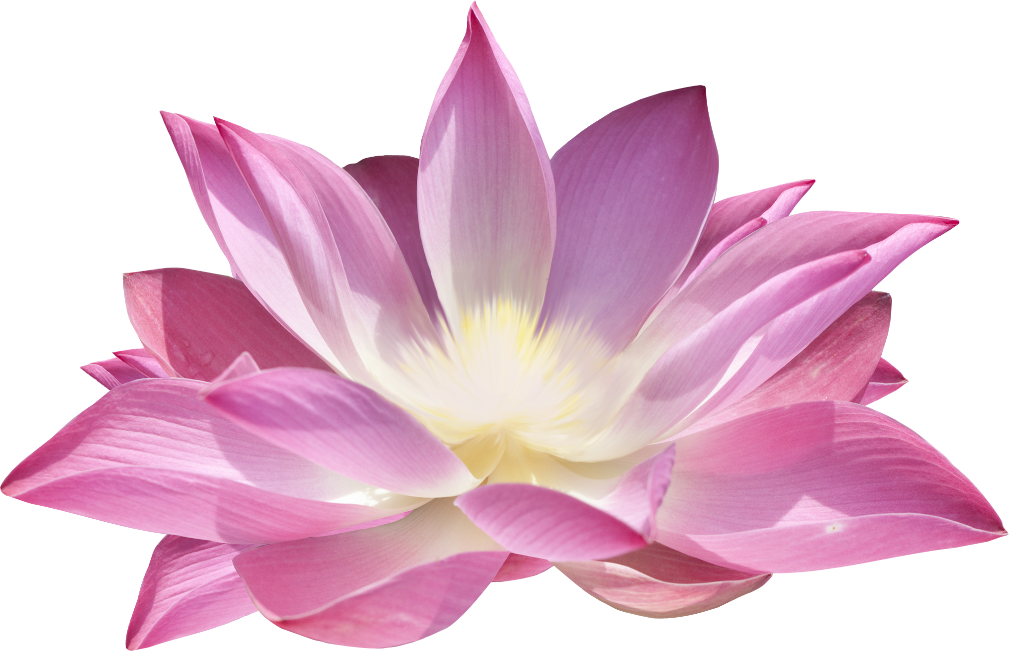 Purple Lotus Flower Free HQ Image PNG Image