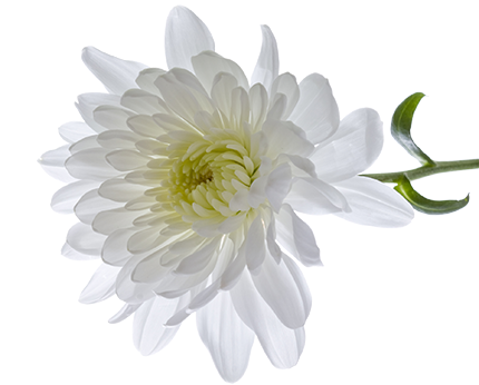 Chrysanthemum Transparent PNG Image