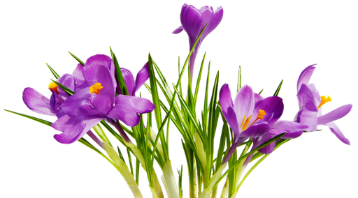 Colorful Flowers Transparent Background PNG Image