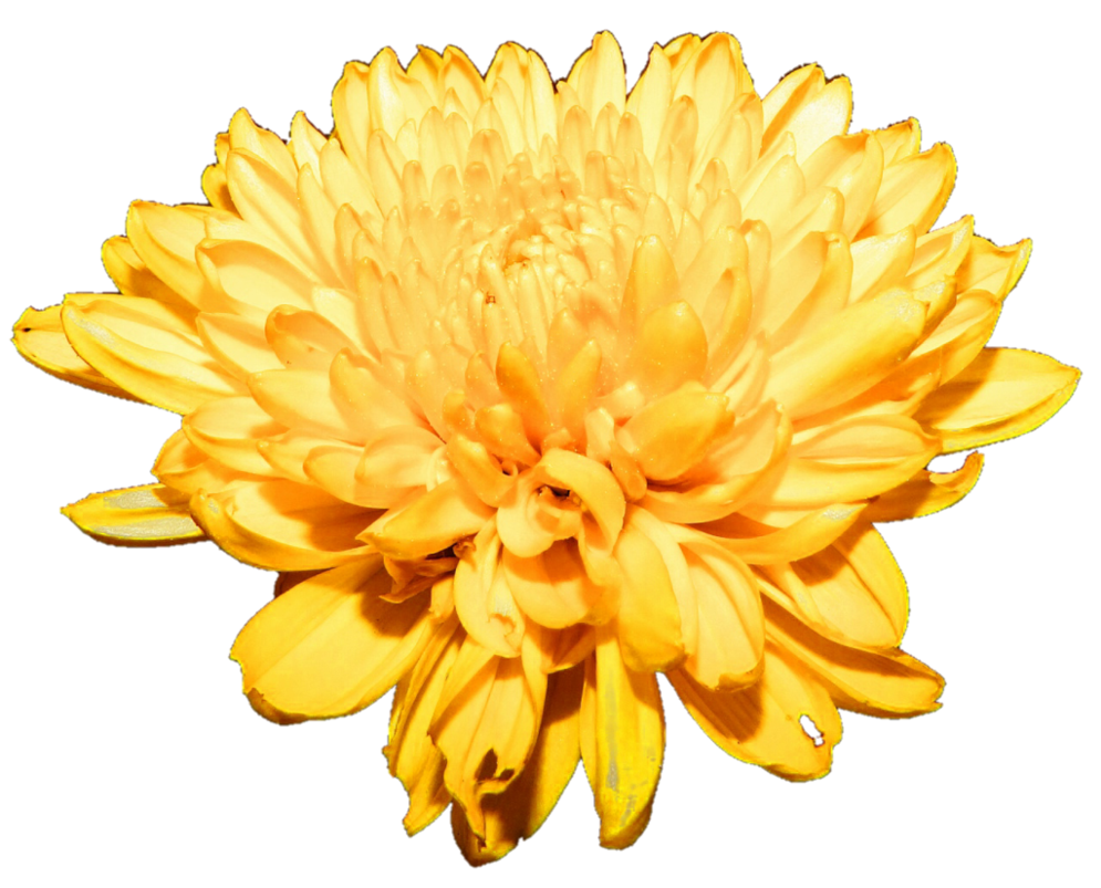 Chrysanthemum Free Download PNG Image