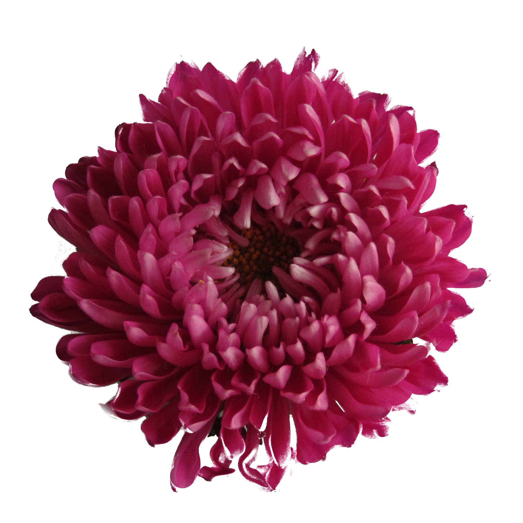 Chrysanthemum Transparent Background PNG Image
