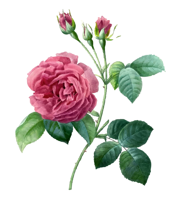 Download Free Pink 17591840 Plant Garden Pierrejoseph Redoutxe9 Roses ...