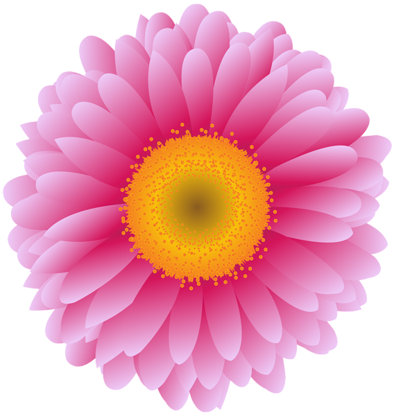 Pink Flower Photography Transvaal Daisy Royaltyfree Stock PNG Image