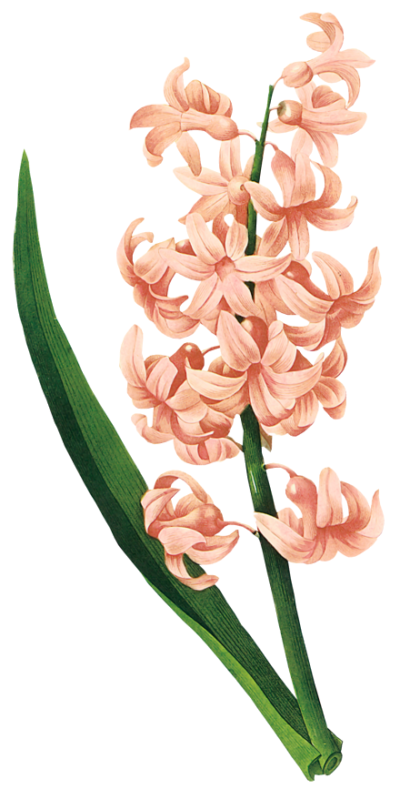Hyacinth Plant Des Fleurs Illustration Belles Flower PNG Image
