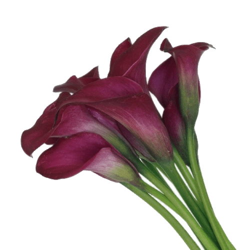 Botany Lily Calla Free Transparent Image HQ PNG Image