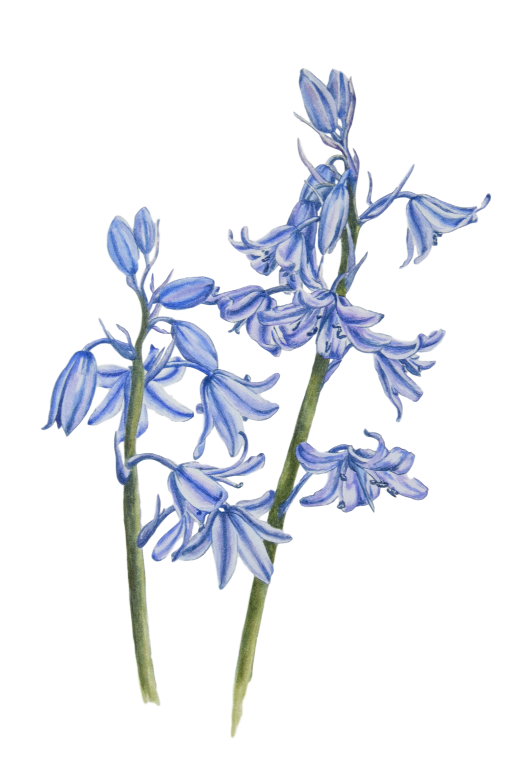 Photos Bluebells Free Download PNG HQ PNG Image