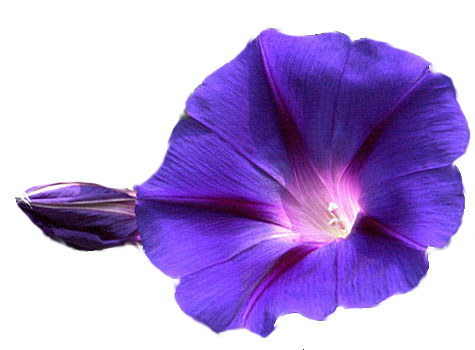 Flowers Transparent Image PNG Image