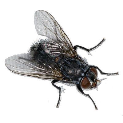 Fly Png 3 PNG Image