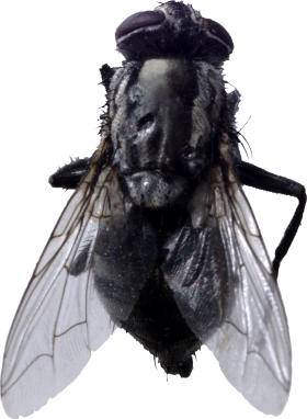 Fly Png 2 PNG Image