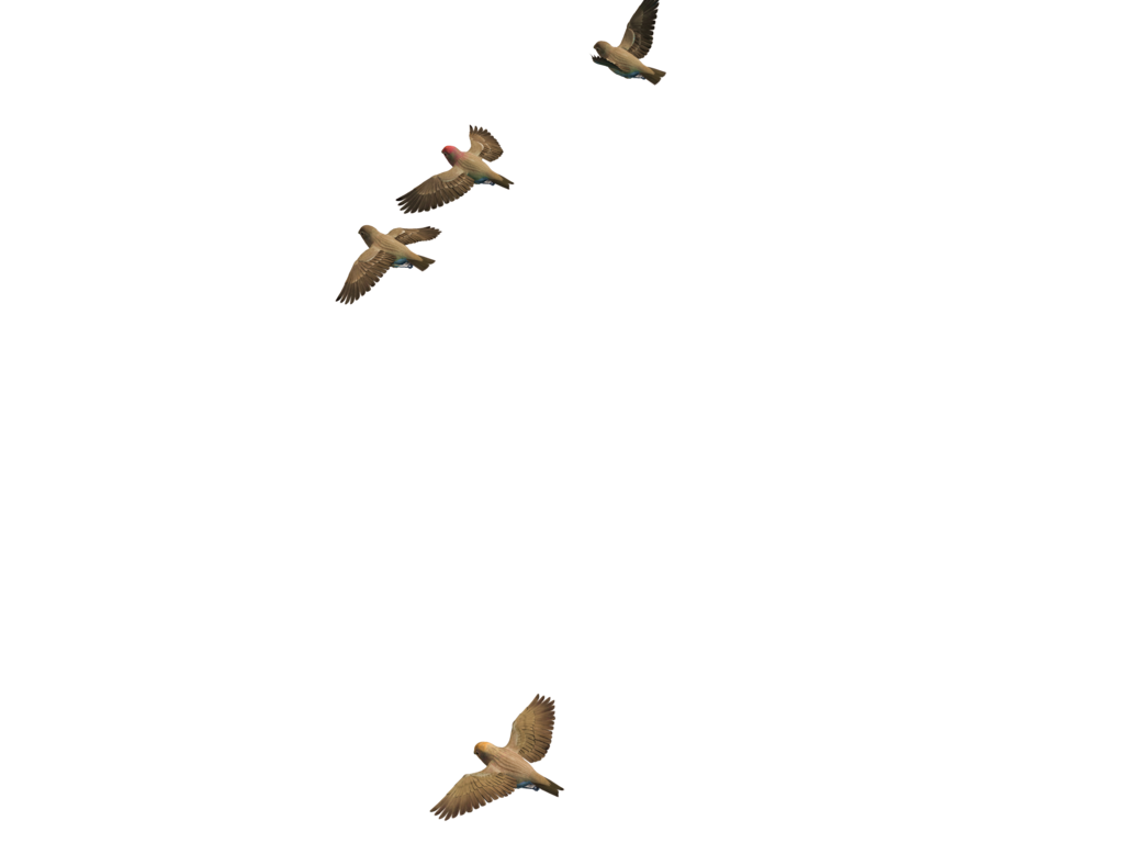 Flying Bird Transparent Image PNG Image