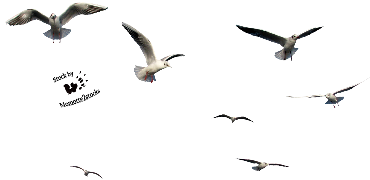 Flying Bird File PNG Image