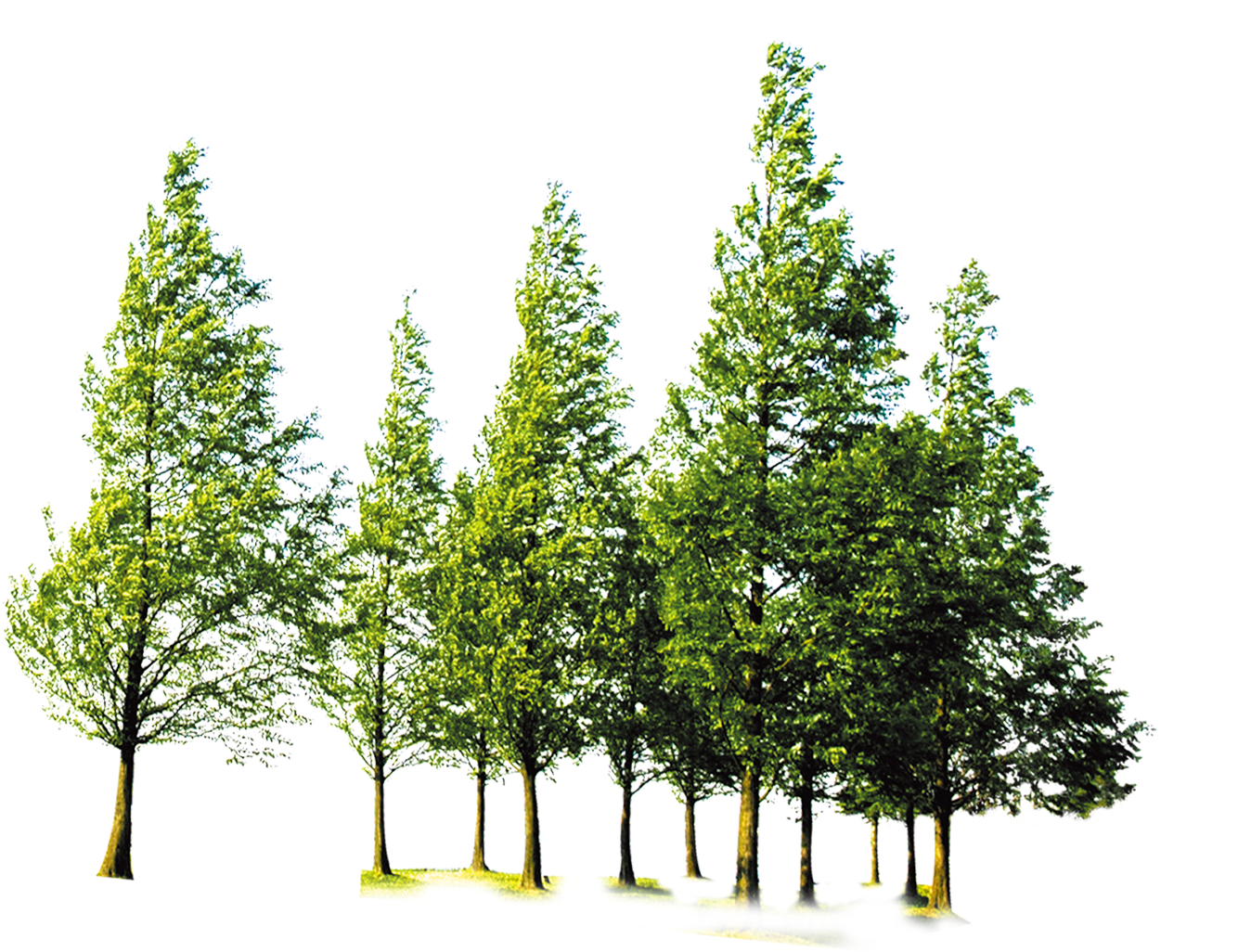 Tree Green Forest HD Image Free PNG Image
